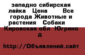 западно сибирская лайка › Цена ­ 0 - Все города Животные и растения » Собаки   . Кировская обл.,Югрино д.